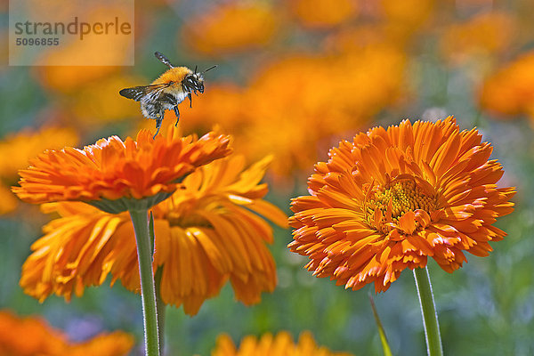 Hummel  Bombus lucorum