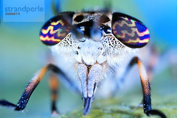 Regenbremse  Haematopota pluvialis