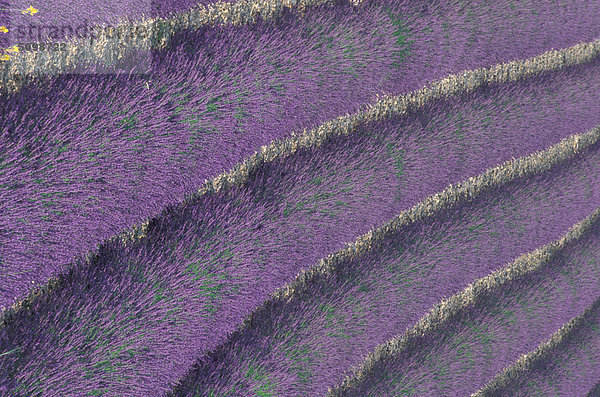 Frankreich Lavendel