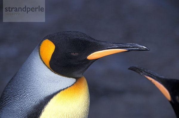 King penguins(Aptenadytes patagonica)