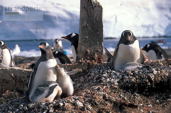 Polarkreis  Pinguine (Spheniscus Demersus)