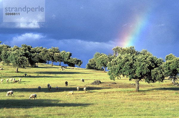 Europa  Spanien  Extremadura  Monfrague-Nationalpark