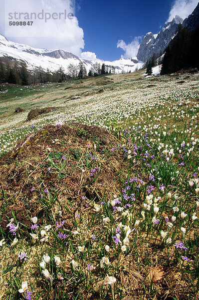 Lombardei  Bergamo Voralpen  Wiese am unteren Rand Presolana