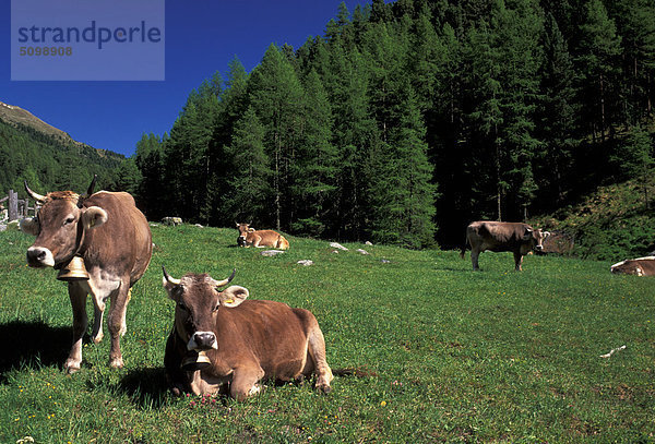 Schweiz. Engadina  Kühe auf der Weide der Alpen