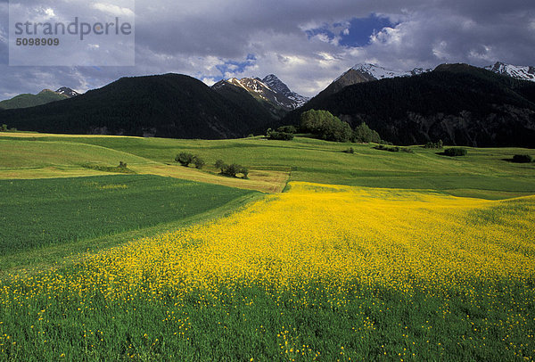 Schweiz. Engadina  Graubünden  die Felder im Tal