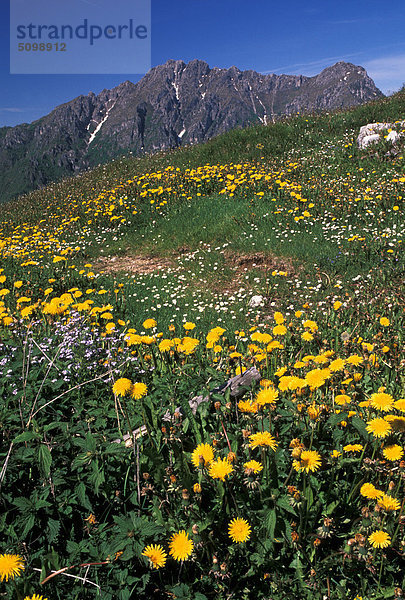 Italien  Lombardei  Vall'Acqua und Monte Alben  Löwenzahn Wiese