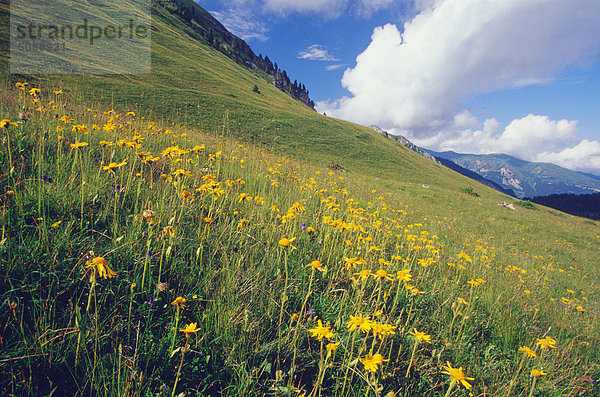 Trentino-Alto Adige  Valli Giudicarie