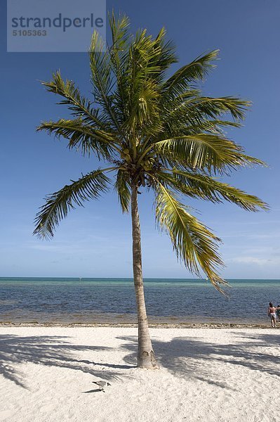 USA  Florida  einem einsamen Palme am Strand in Key West