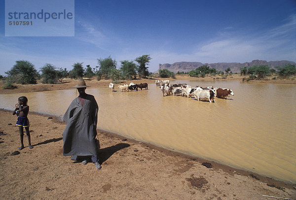 Mali  Hombori Bereich  Peul Boys mit Kühen