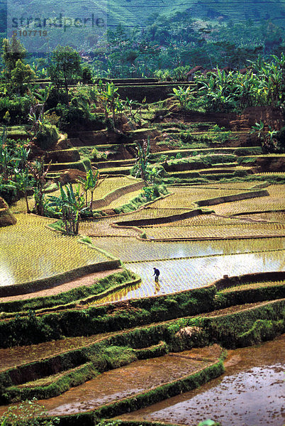 Indonesien  Java. Terrasse Reisfelder