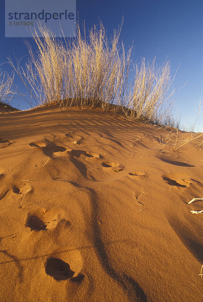 Südafrika  Kalahari Gemsbok. Sand-Dünen an Twee Rivieren