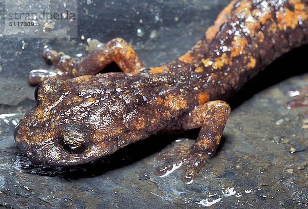 Höhle Salamander (Speleomantes Strinatii)