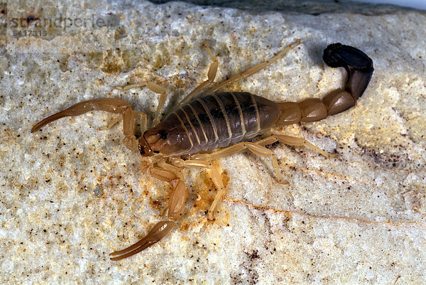Skorpion (Androctonus Australis)