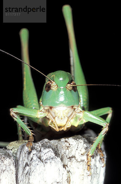 Cricket (Decticus Verrucinorus)