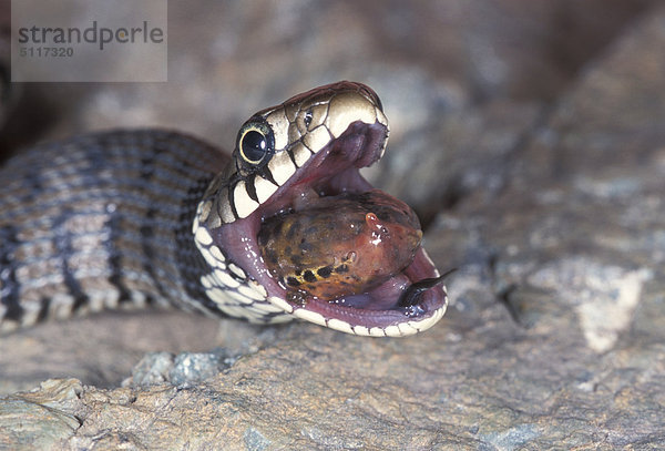 Wasserschlange (Natrix Natrix) schlucken Beute