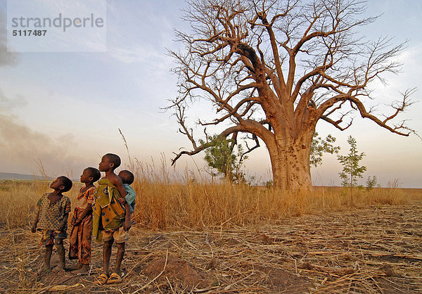 Kinder in Savannah und Babobab Baum (Adansonia Digitata) Afrika  Burkina Faso