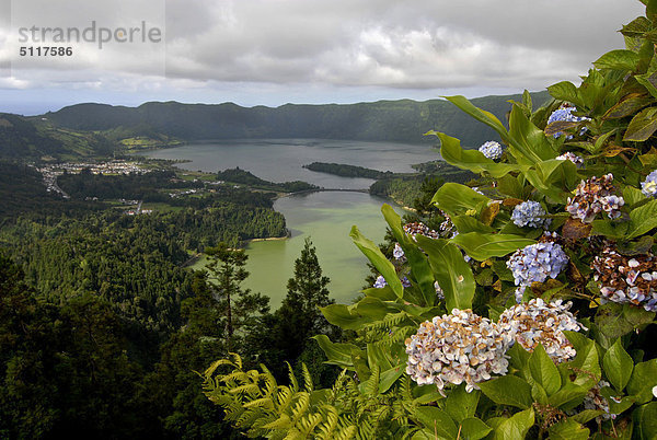 Portugal  Azoren  Insel Sao Miguel  Krater des Lagoa Verde und Lagoa Azul  in den Vordergrund Hortensie Blumen