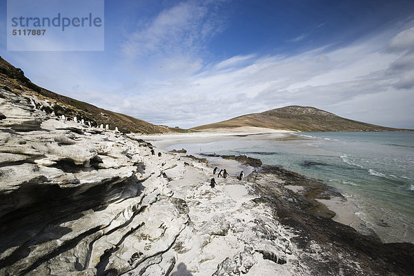 Falkland-Inseln  Saunders Island  Nordküste der Hals mit Pinguine am Ufer