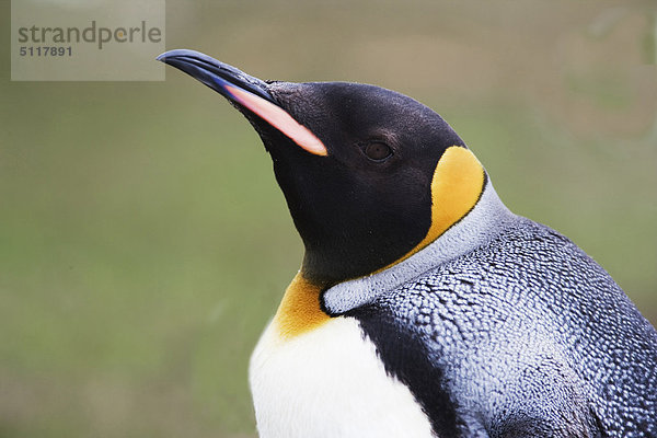 Falkland-Inseln. Saunders Island. Nordküste  den Hals. King Penguin (Aptenodytes p. Patagonica)