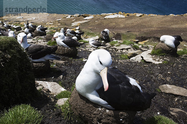 Falkland Inseln  Saunders Island  den Hals. Schwarzbrauenalbatros (Diomedea Melanophris)