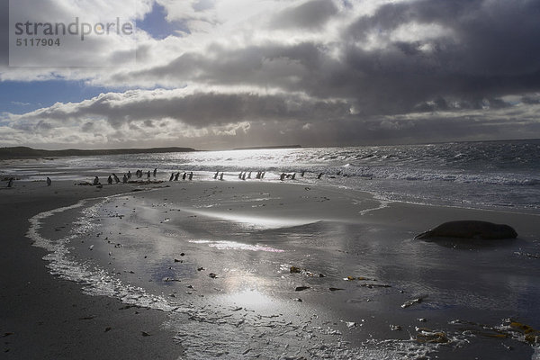 Falklands Islands. Sea Lion Island. South Coast  Elephant Corner. Penguins on beach at sunrise