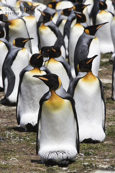 Falkland-Inseln  Ost-Falkland Insel. Freiwilliger Punkt. König Penguins (Aptenodytes p. Patagonica)