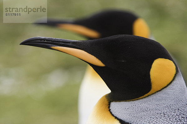Falkland-Inseln  Ost-Falkland Insel. Freiwilliger Punkt. König Penguins (Aptenodytes p. Patagonica)