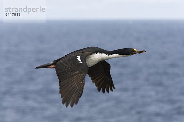 Falkland-Inseln. König Cormorant fliegen