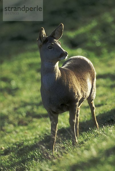 Weibliche roebuck