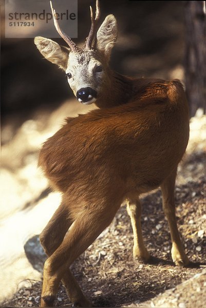 Männlich roebuck