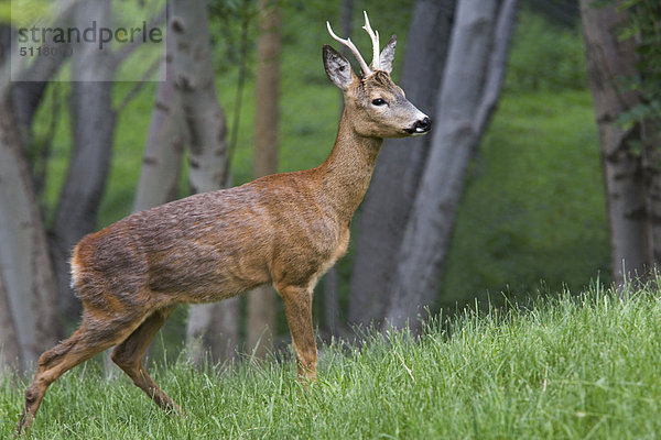 Reh (Capreolus Capreolus)