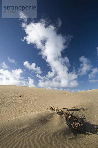 Spanien  Kanarische Inseln  Grand Canary  Maspalomas  Sanddünen