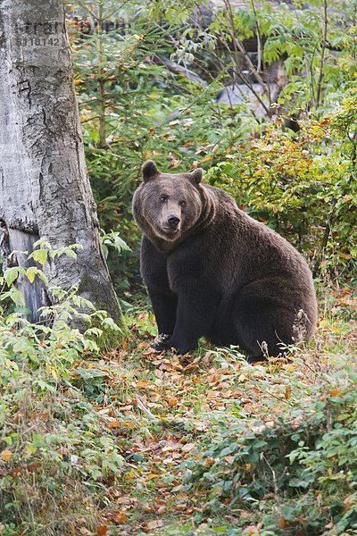 Europa  Deutschland  Bayerischer Nationalpark  Europäische Braunbär  Ursus arctos