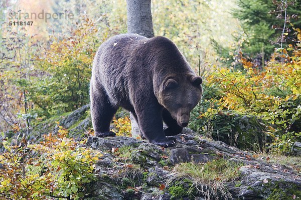 Europa  Deutschland  Bayerischer Nationalpark  Europäische Braunbär  Ursus arctos