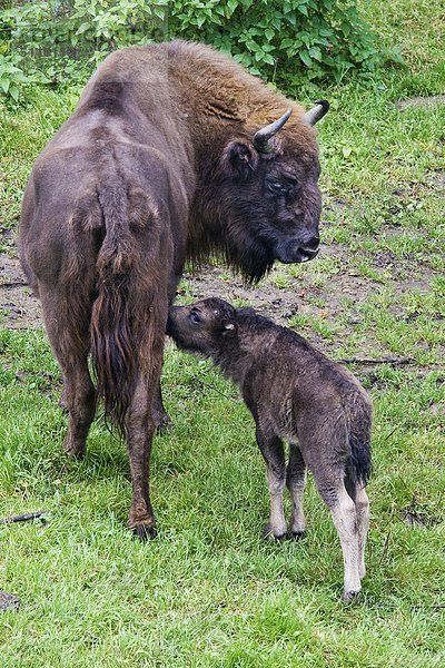 Deutschland  Bayerischer Wald Ntl. Park  Europäische Bisons (Bison Bonasus)