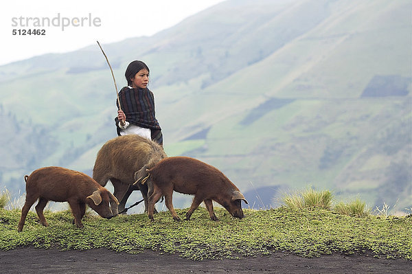 Ecuador  junge Sheperd mit Pata Negra Schweine