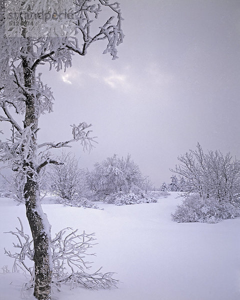 Baum im Feld im winter