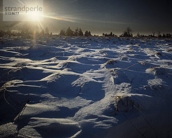 Belgien  Fagne  Baraque Michel Winterlandschaft