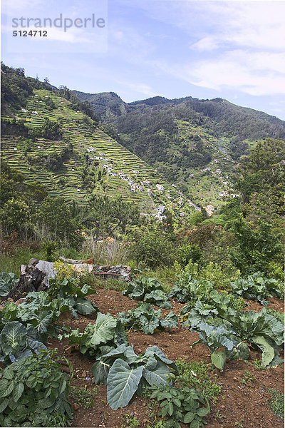 Europa  Portugal  Insel Madeira  Machico Bereich  Portugal  Kraut Pflanzen