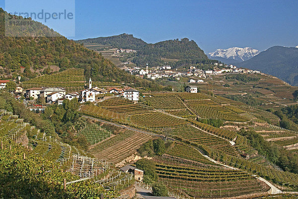 Trentino Südtirol Italien Weinberg