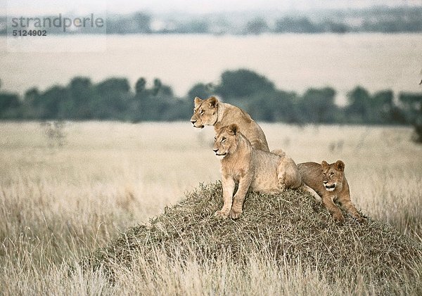 Südafrika  Kruger Park  drei Löwin