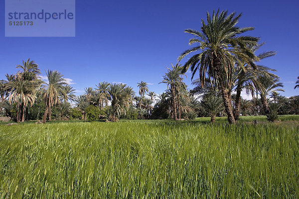 Afrika  Algerien  eine Fläche  Weizenfeld