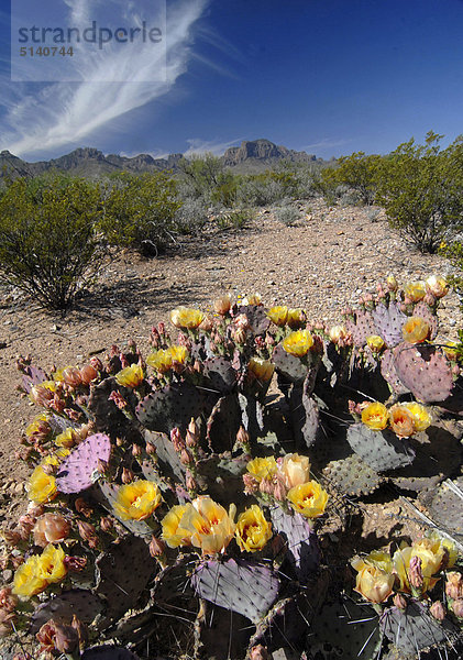 USA  Texas  Big-Bend-Nationalpark