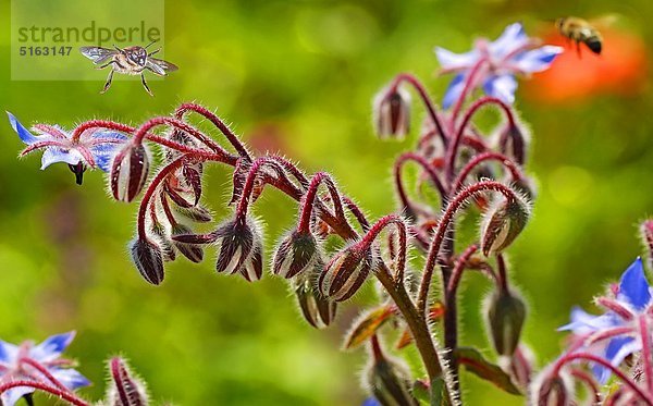 Borretsch  Borago officinalis  und Bienen