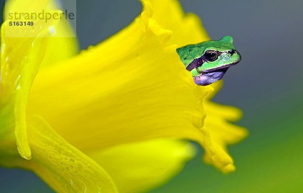 Laubfrosch  Hyla arborea  in gelber Blüte