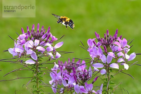 Biene und Blüten