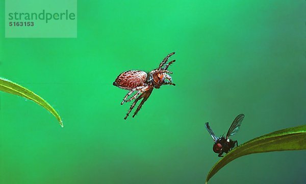 Springspinne auf Beutesprung