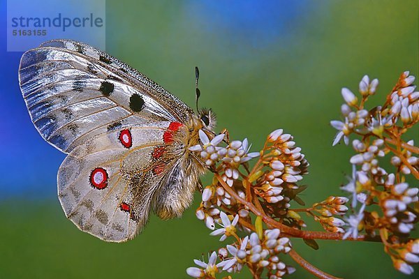 Apollofalter  Parnassius apollo