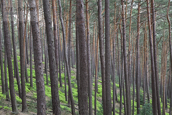 Deutschland  Rheinland-Pfalz  Nordvogesen  Blick auf Kiefern im Pfälzer Wald