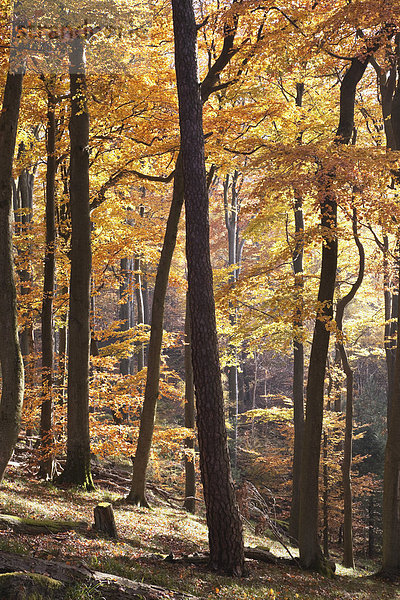 Deutschland  Rheinland-Pfalz  Nordvogesen  Blick auf europäische Buchen im Pfälzer Wald